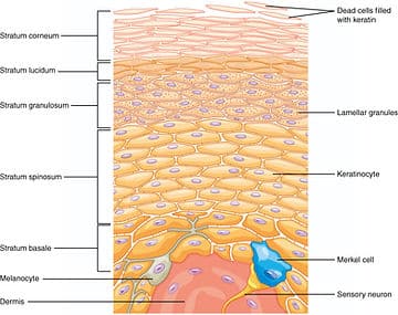 microneedling